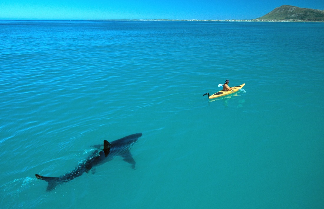 Kayak and Great White Shark