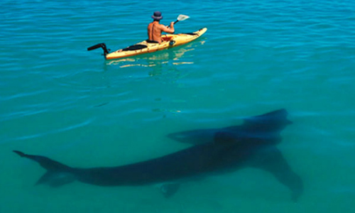 Shark and Kayak 3