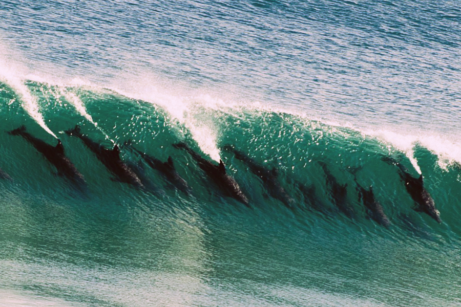 Dolphins-Surfing