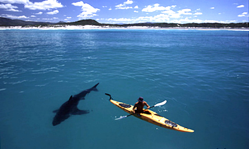 Shark and Kayak 2