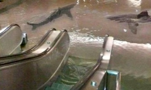 Sharks in Mall - Fake